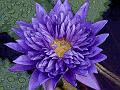 Flowers 020